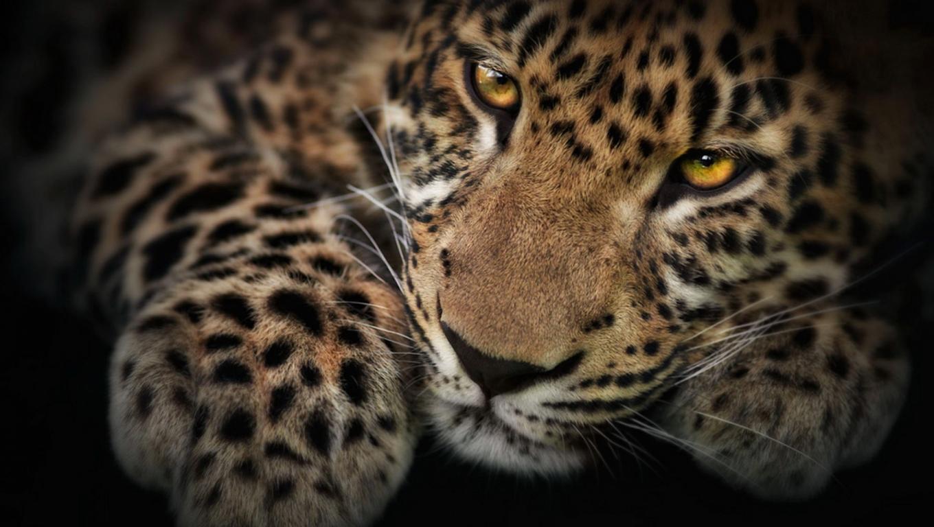 Hình nền động vật hoang dã đa dạng và phong phú nhất thế giới  TRẦN HƯNG  ĐẠO