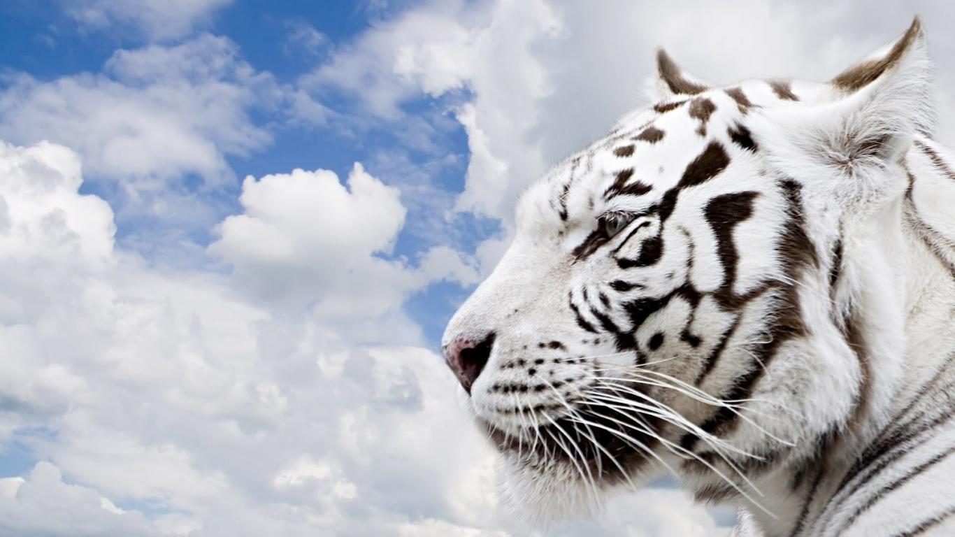 50 hình nền động vật hoang dã tuyệt đẹp