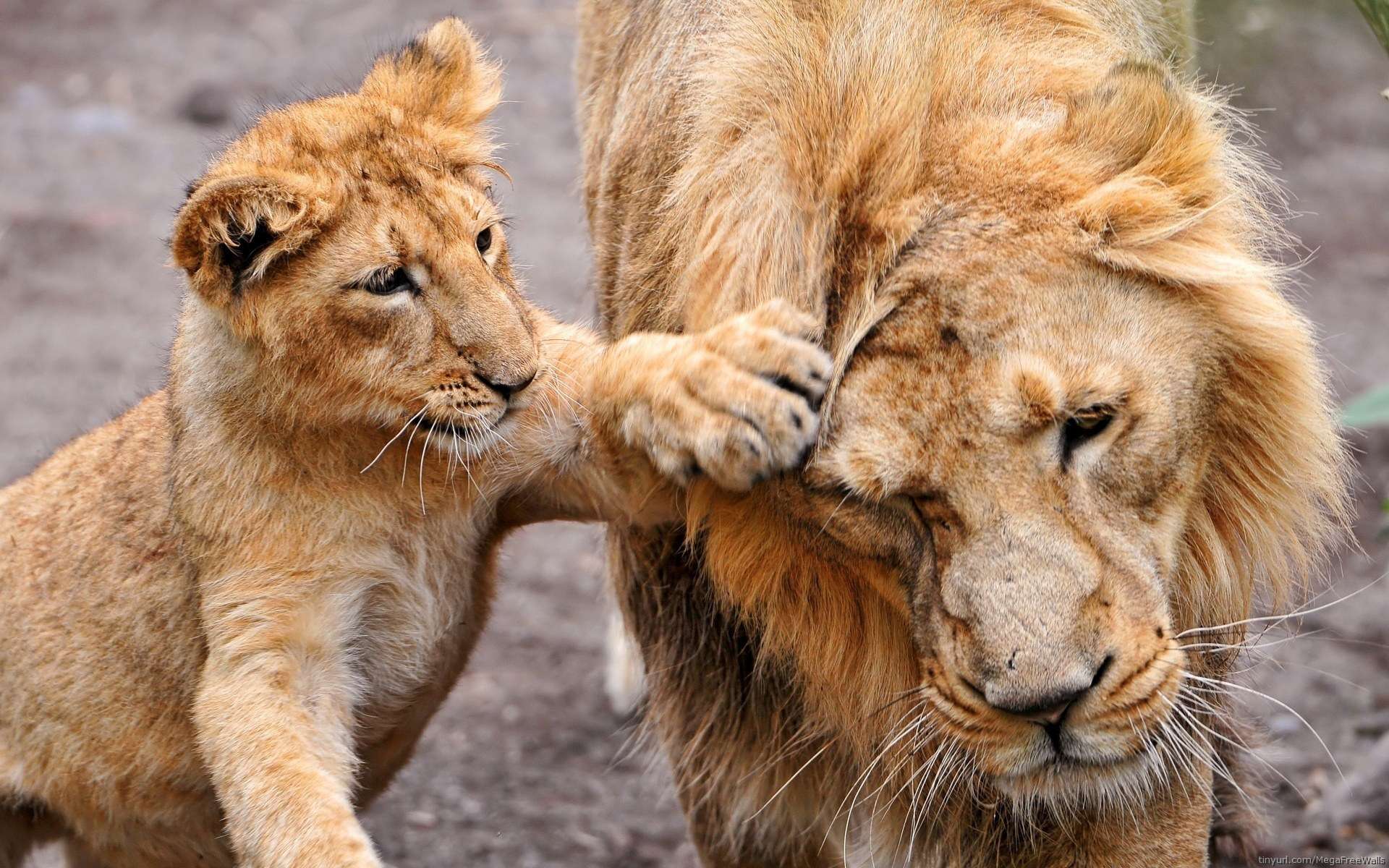 50 Hình nền sư tử đẹp nhất thế giới mạnh mẽ và oai hùng