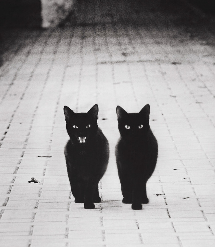 mysterious-cats-photography-2