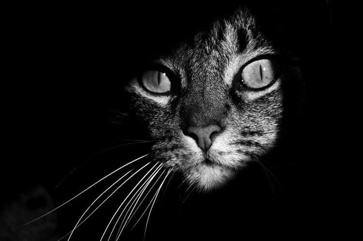 mysterious-cats-photography-10