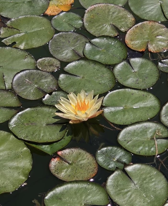 Ảnh hoa sen mang bình an