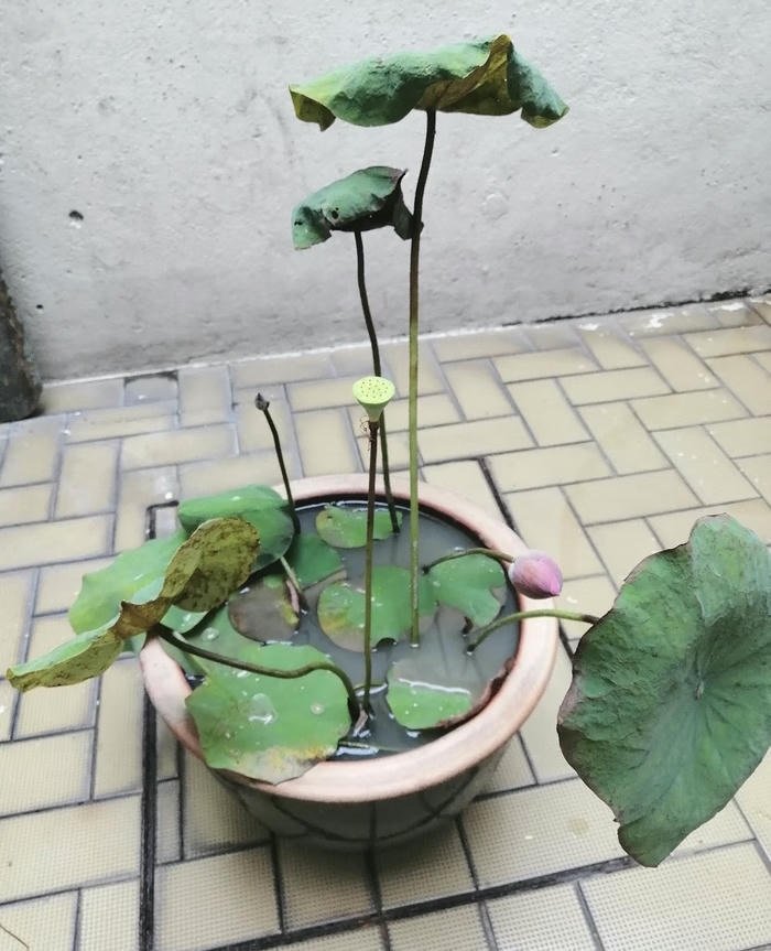 Ảnh hoa sen nghệ thuật phong thủy