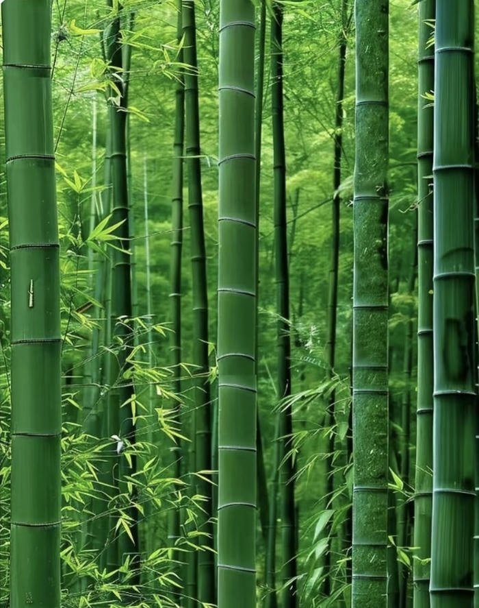 Ảnh hợp tuổi mệnh Mộc Ảnh hợp tuổi mệnh Mộc