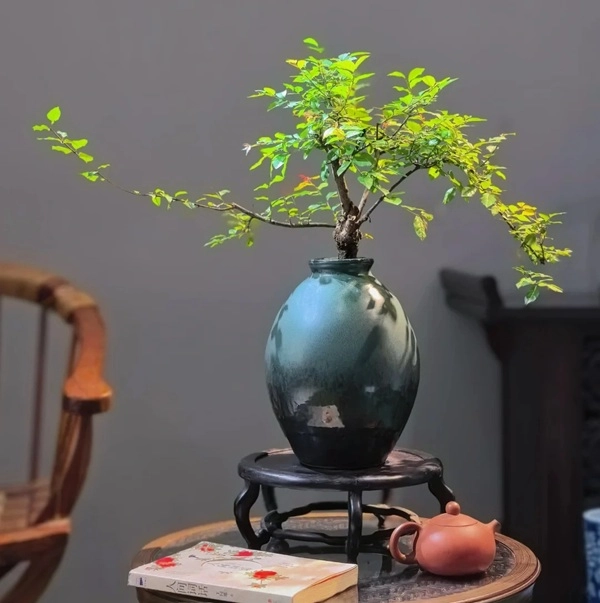 Hình cây cảnh phong thủy bố cục đẹp mắt