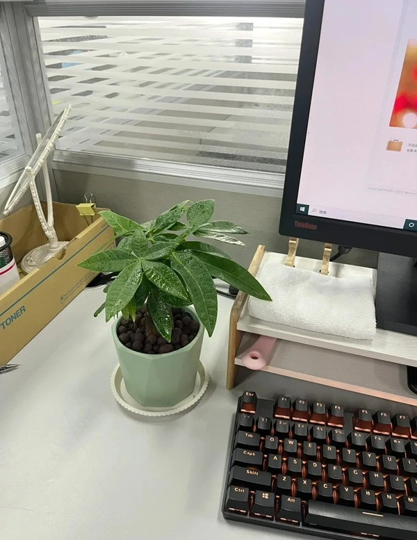 Hình cây cảnh phong thủy dễ bày trí