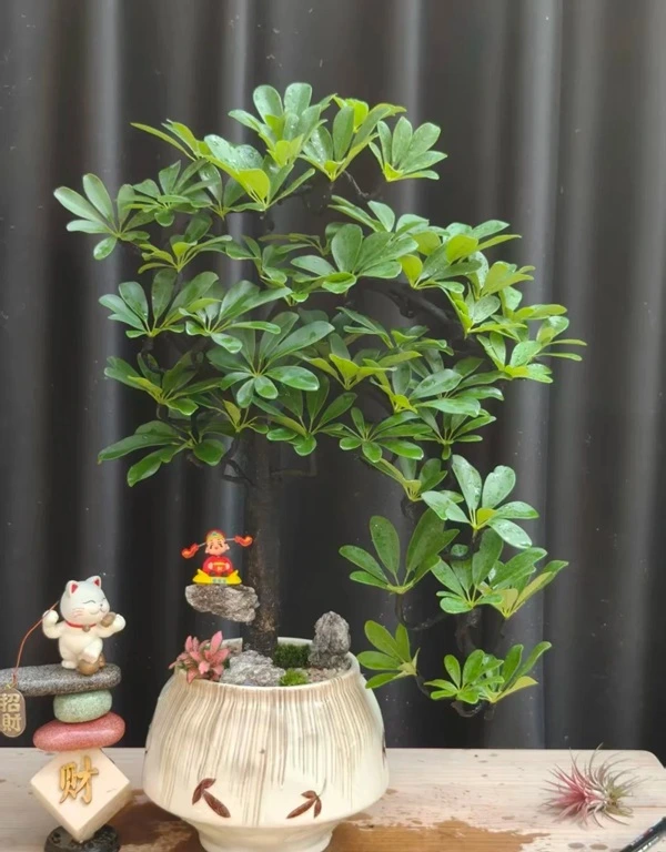 Hình cây cảnh phong thủy đẹp nhẹ nhàng