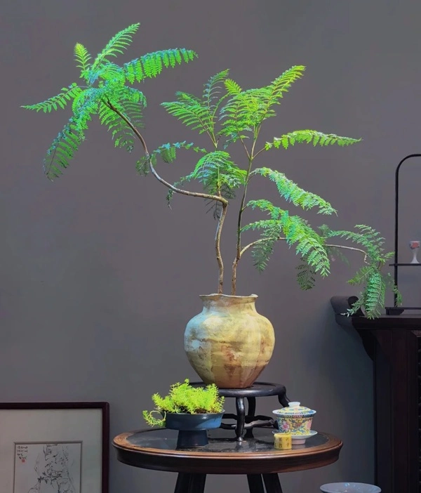 Hình cây cảnh phong thủy đẹp tinh tế