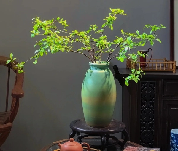 Hình cây cảnh phong thủy gam màu nhẹ nhàng