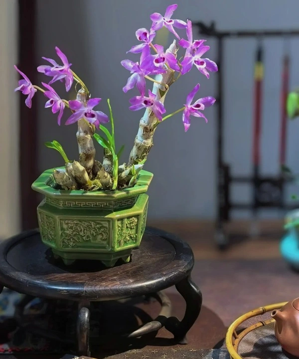 Hình cây cảnh phong thủy giúp cân bằng năng lượng