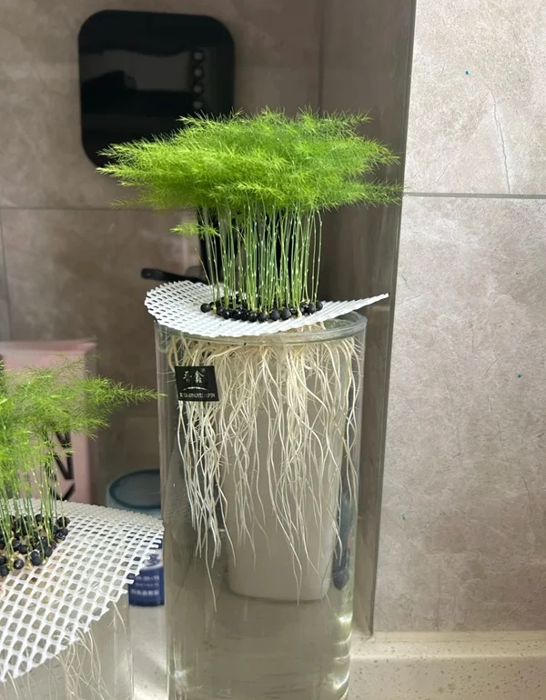 Hình cây cảnh phong thủy giúp thu hút tài lộc