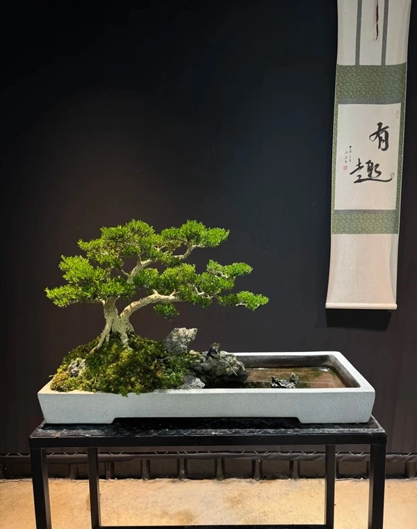 Hình cây cảnh phong thủy hài hòa tự nhiên