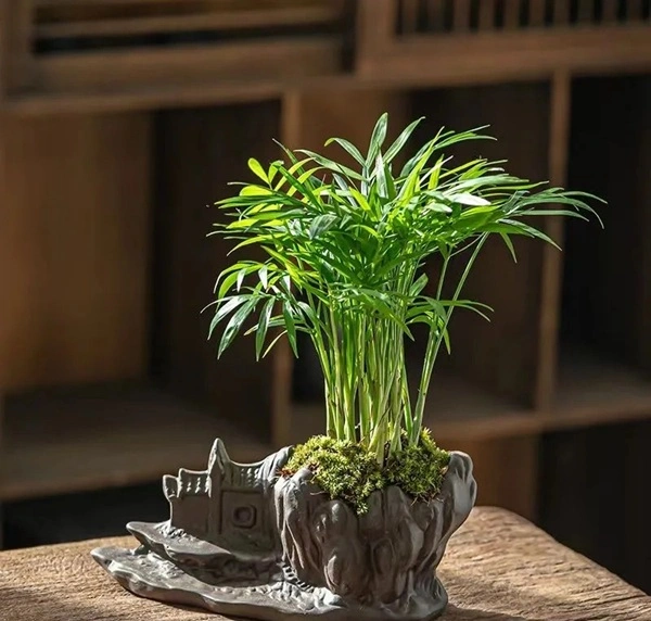 Hình cây cảnh phong thủy khí chất phong thủy