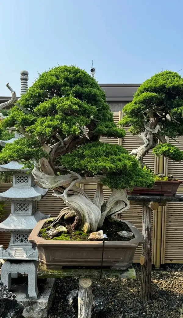 Hình cây cảnh phong thủy mang hơi thở an nhiên