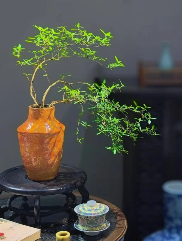 Hình cây cảnh phong thủy mang yếu tố thiên nhiên