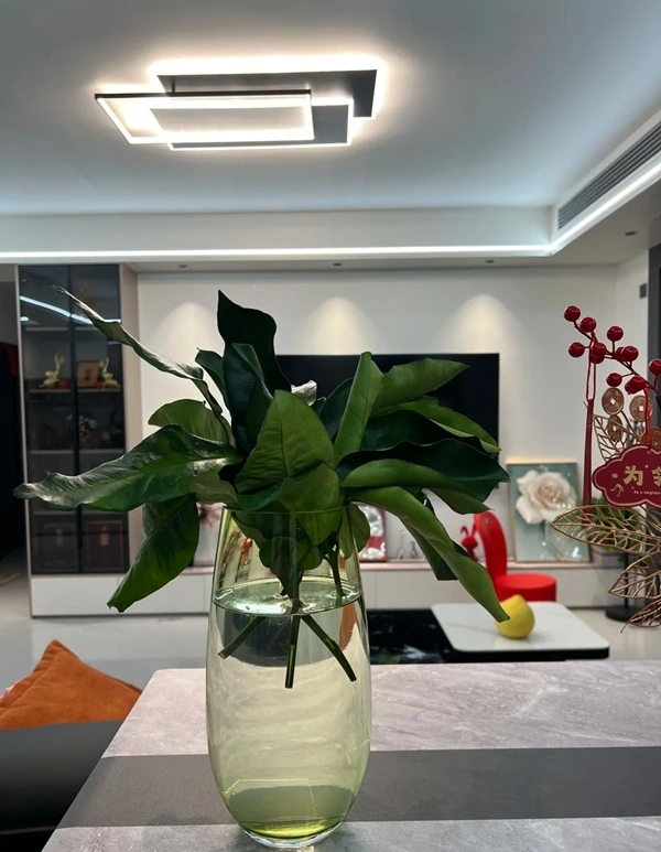 Hình cây cảnh phong thủy nét đẹp thuần khiết