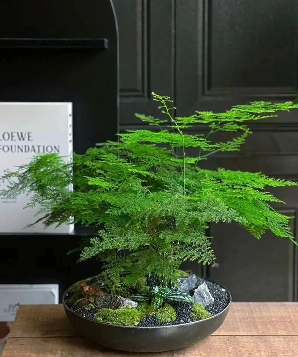 Hình cây cảnh phong thủy phong cách tự nhiên