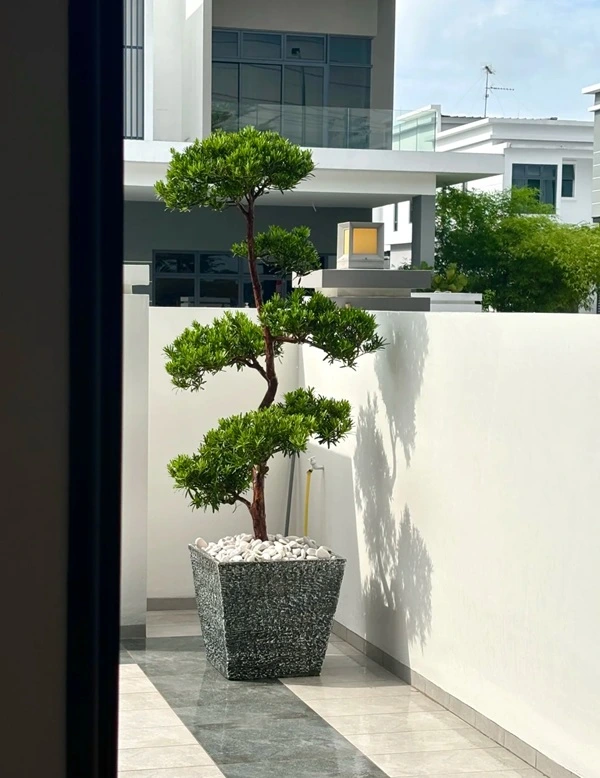 Hình cây cảnh phong thủy sắc xanh dịu nhẹ