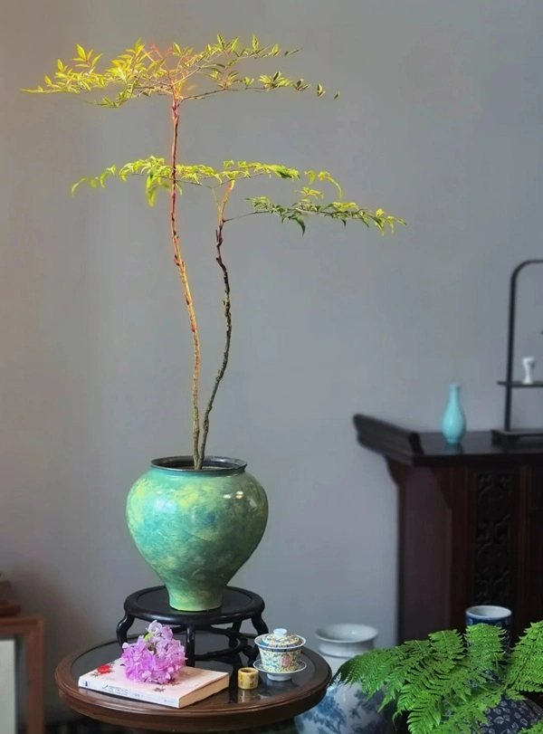 Hình cây cảnh phong thủy tạo cảm giác xanh sạch