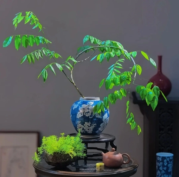 Hình cây cảnh phong thủy tạo điểm nhấn xanh