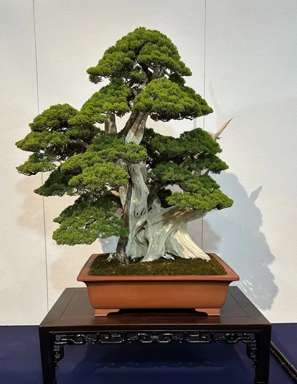 Hình cây cảnh phong thủy thiết kế nhẹ nhàng