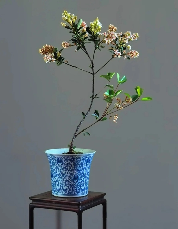 Hình cây cảnh phong thủy vượng khí dồi dào