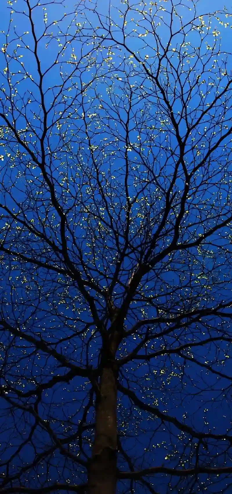 Hình nền 3D sống động ánh sáng lung linh