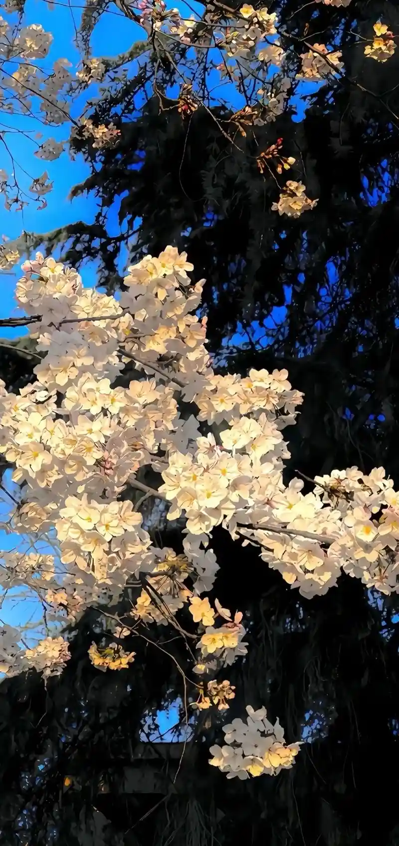 Hình nền 3D sống động màu sắc chân thật