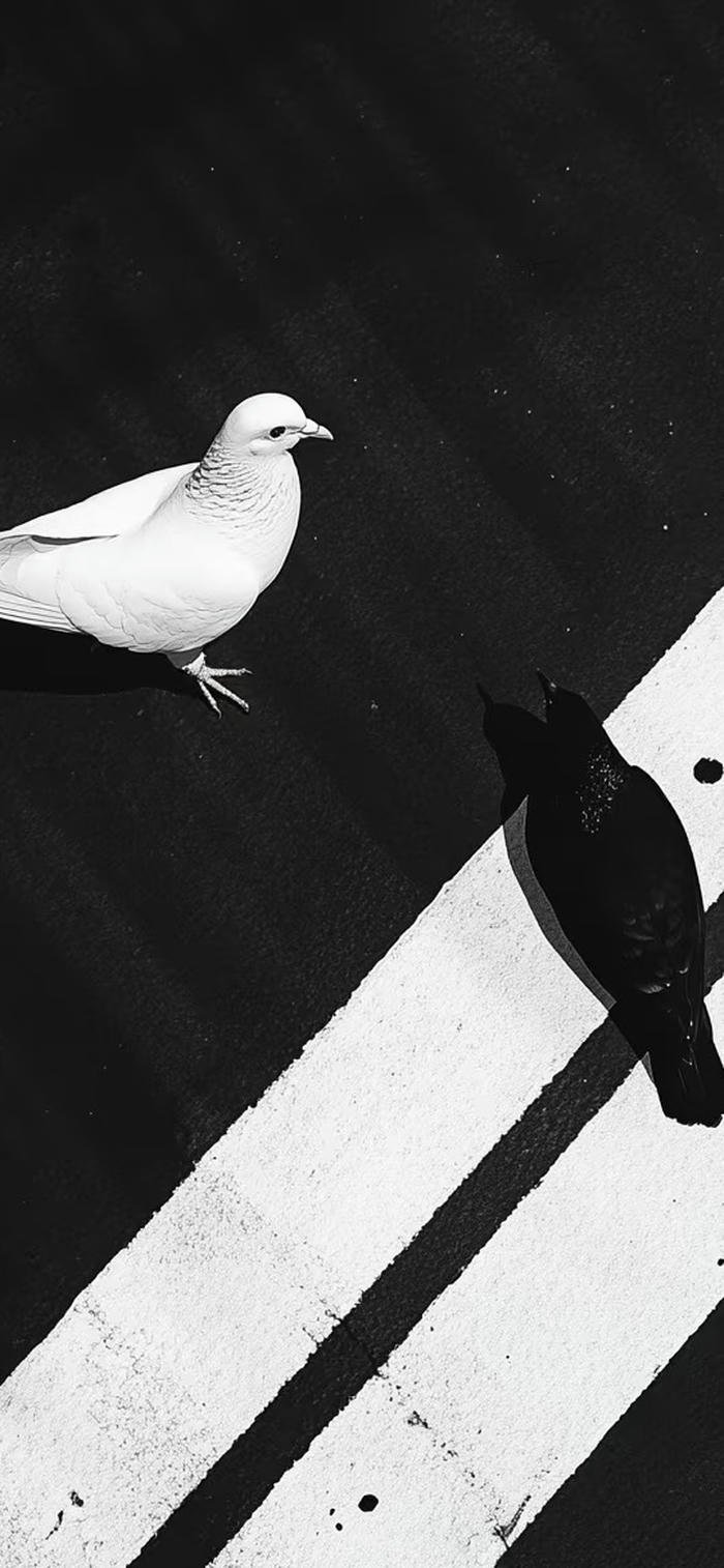Hình nền đen trắng con chim