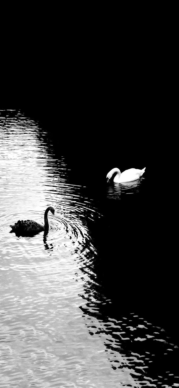 Hình nền đen trắng đôi thiên nga
