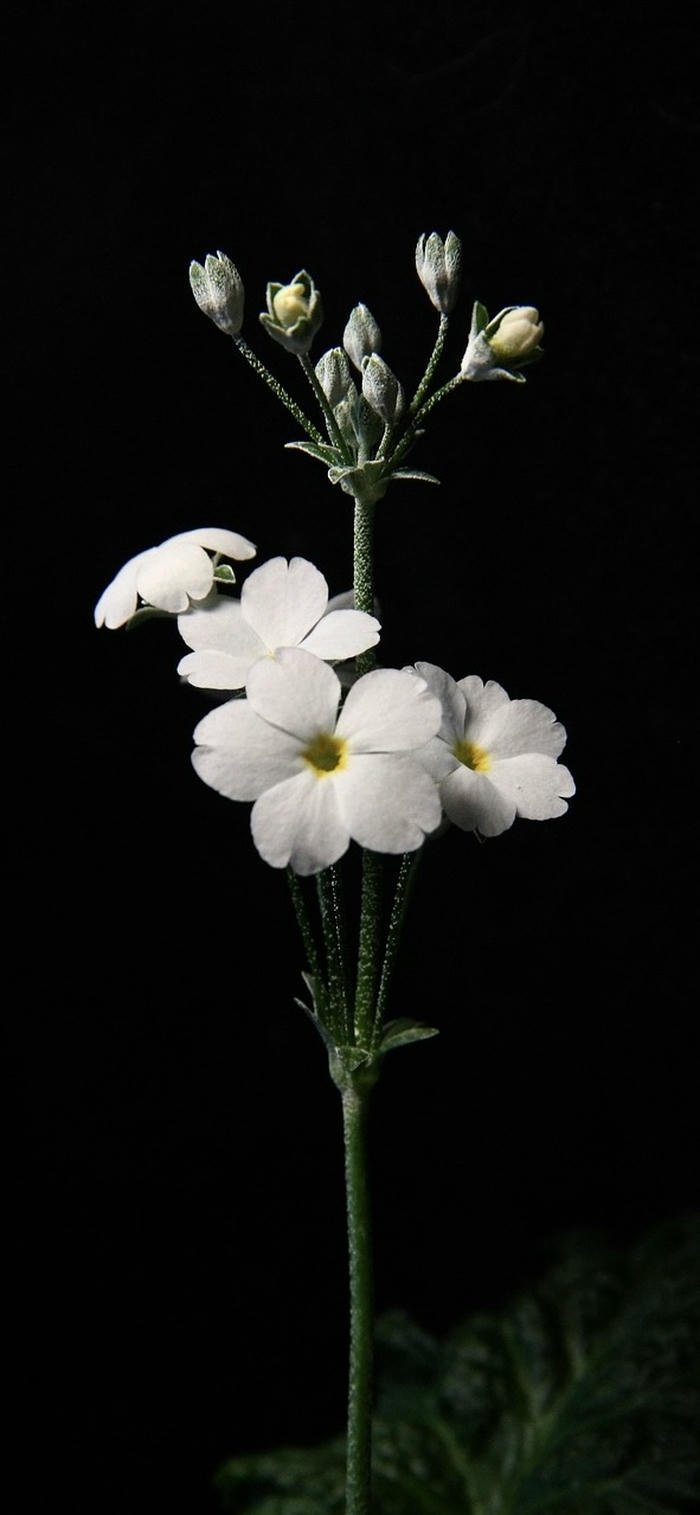 Hình nền đen trắng tinh khôi