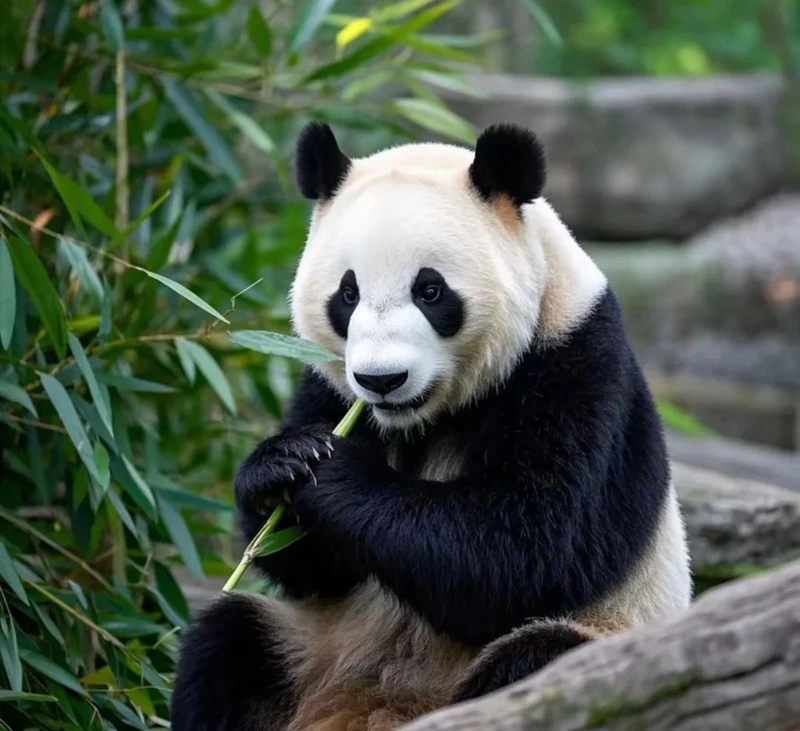 Hình nền động vật hoang dã ánh nắng ban mai