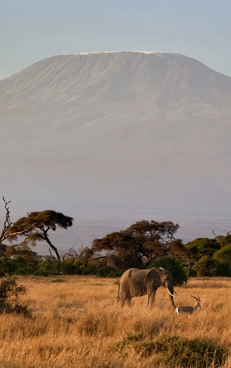 Hình nền động vật hoang dã cảnh quan hoang sơ