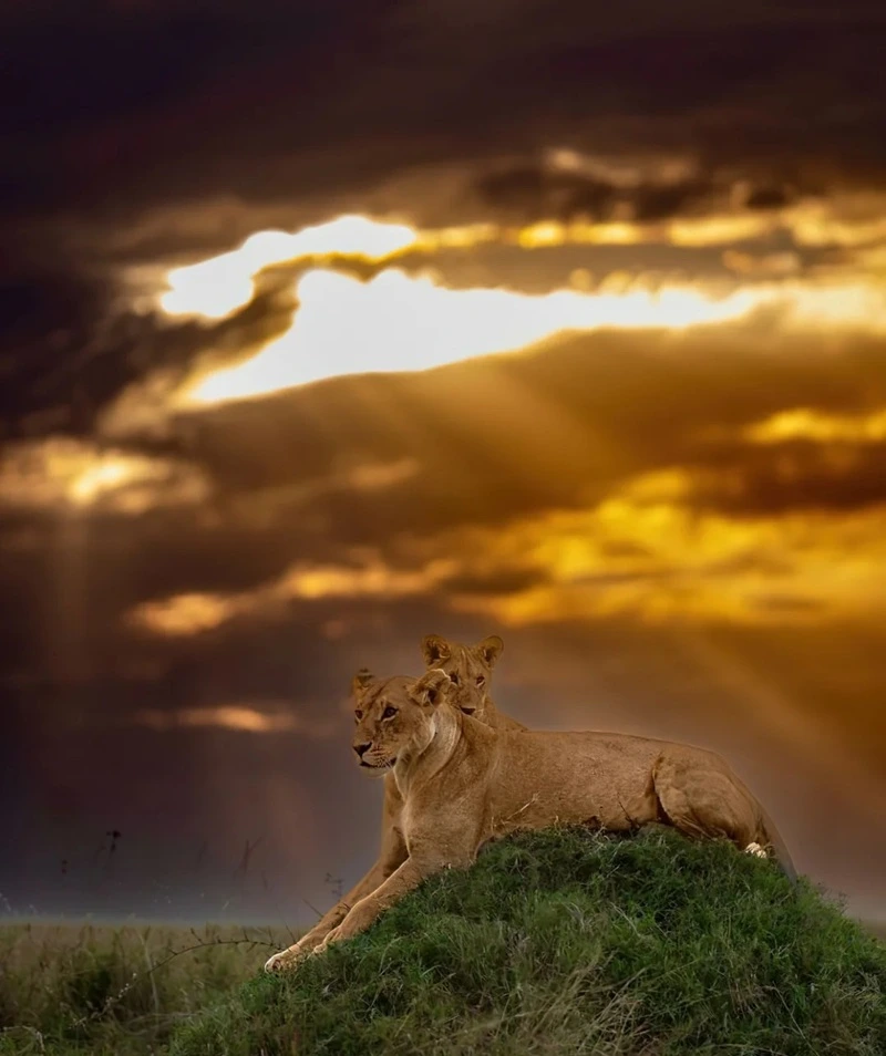 Hình nền động vật hoang dã chân trời rộng mở