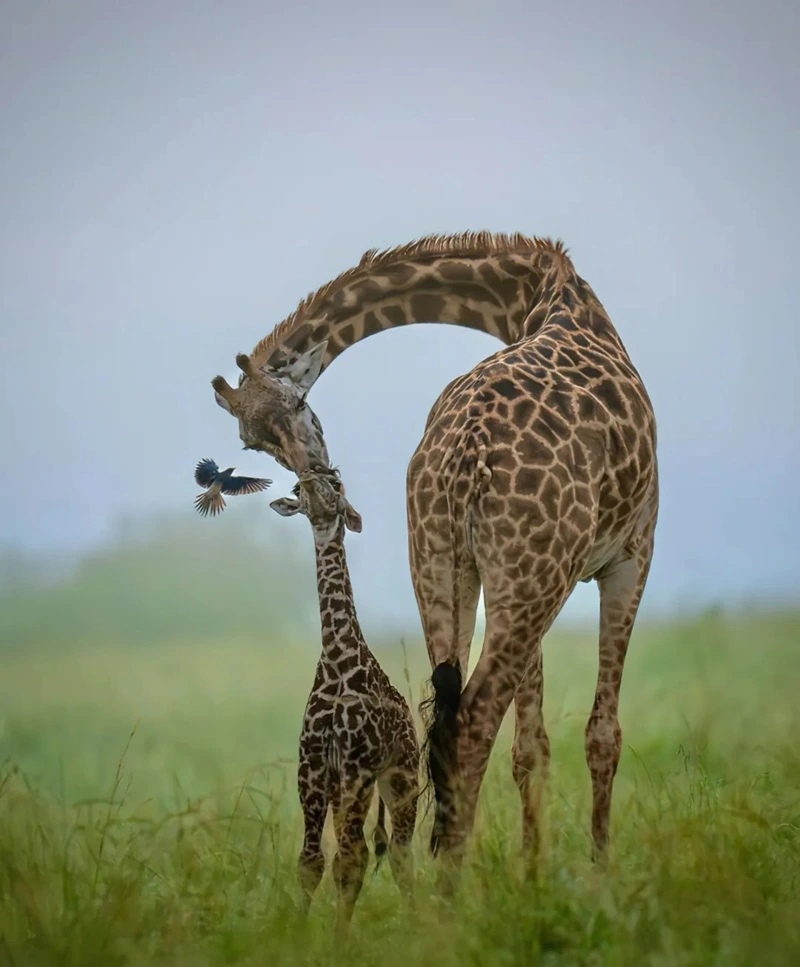 Hình nền động vật hoang dã đường nét sắc nét