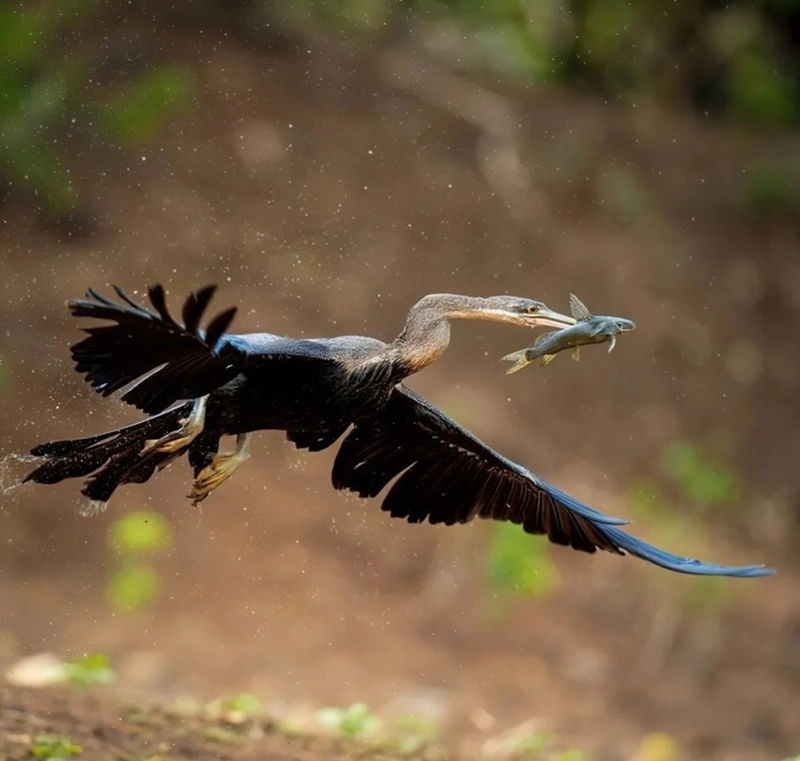 Hình nền động vật hoang dã hòa hợp với môi trường