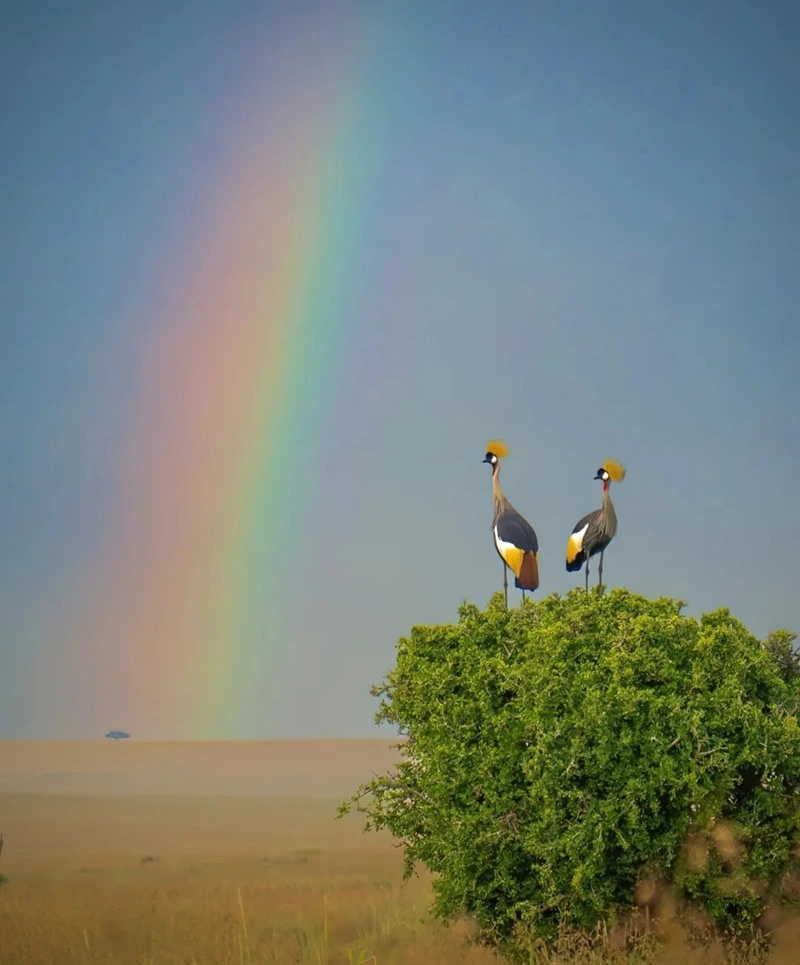 Hình nền động vật hoang dã mạnh mẽ đầy sức sống