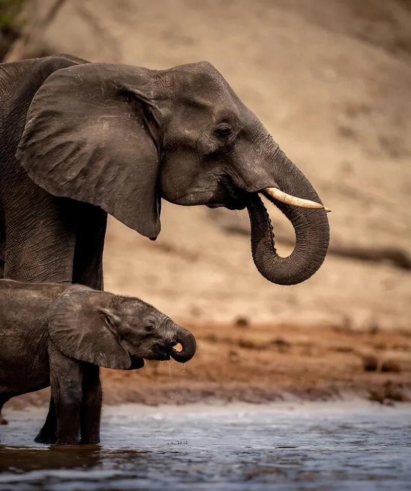 Hình nền động vật hoang dã màu xanh thiên nhiên