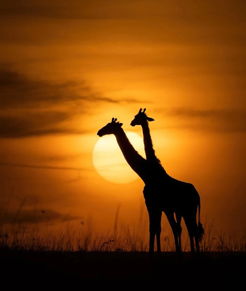 Hình nền động vật hoang dã nét đẹp hoang sơ