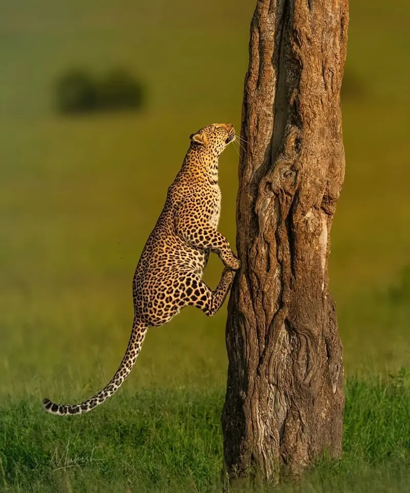 Hình nền động vật hoang dã nét đẹp tự nhiên