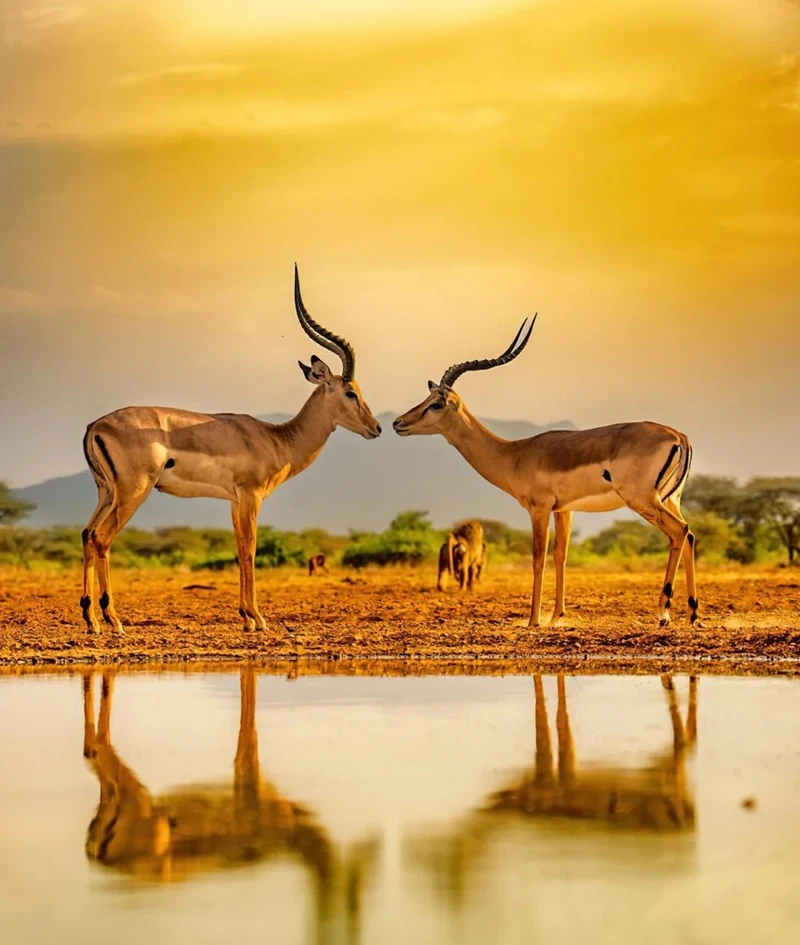 Hình nền động vật hoang dã sự sống thiên nhiên