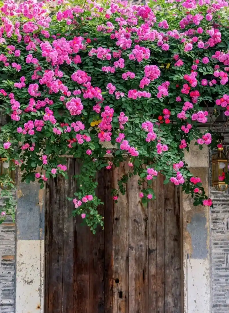 Hình nền hoa tươi sáng dễ dùng cho mọi thiết bị