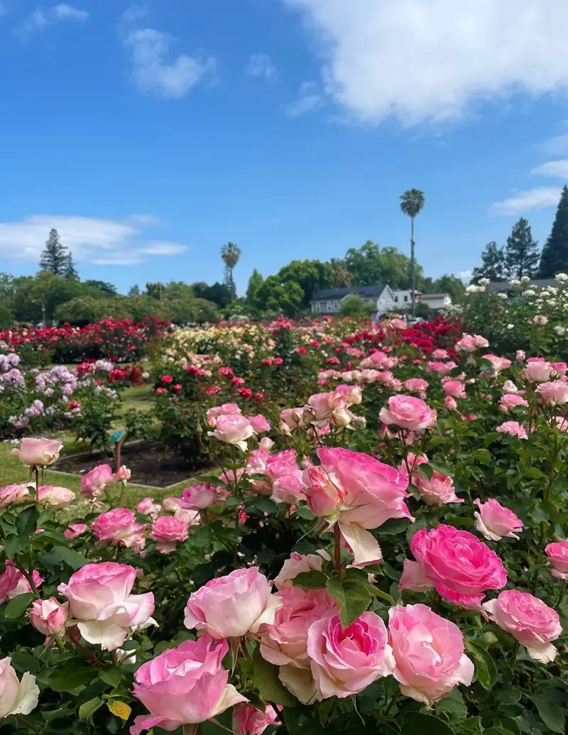 Hình nền hoa tươi sáng họa tiết tinh tế