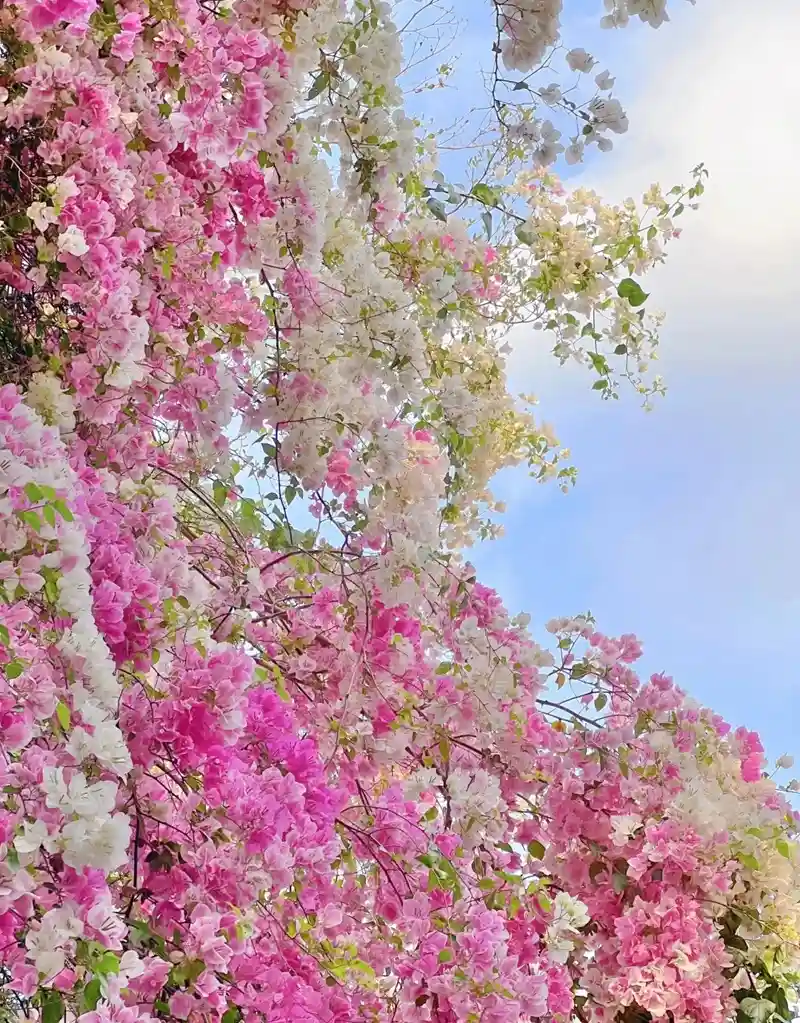 Hình nền hoa tươi sáng mang nét nữ tính