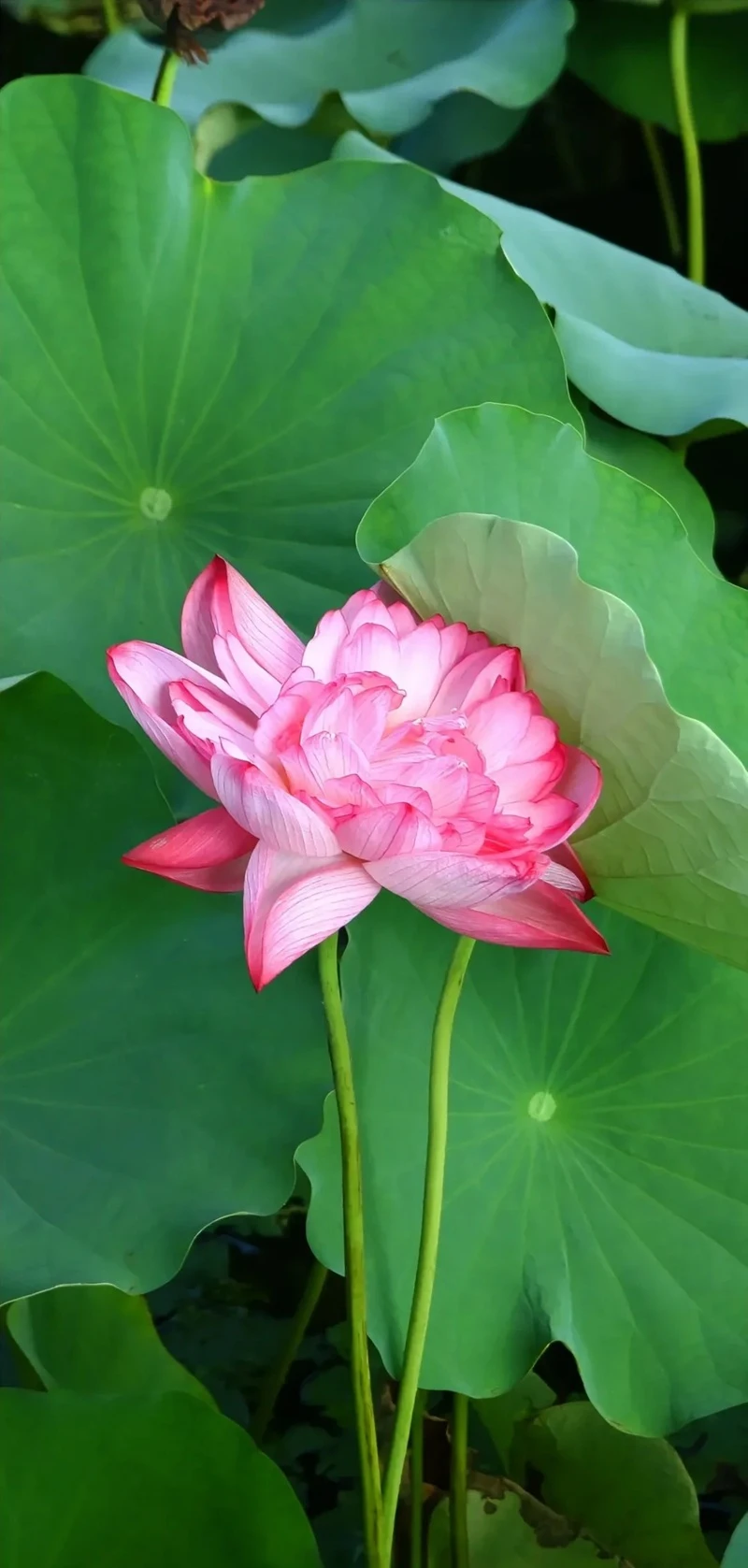 Hình nền hoa tươi sáng màu sắc nổi bật