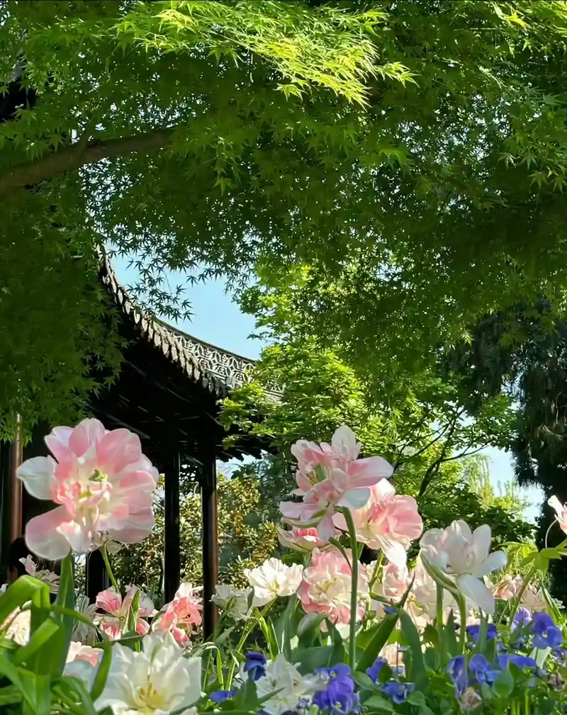 Hình nền hoa tươi sáng màu sắc tươi sáng