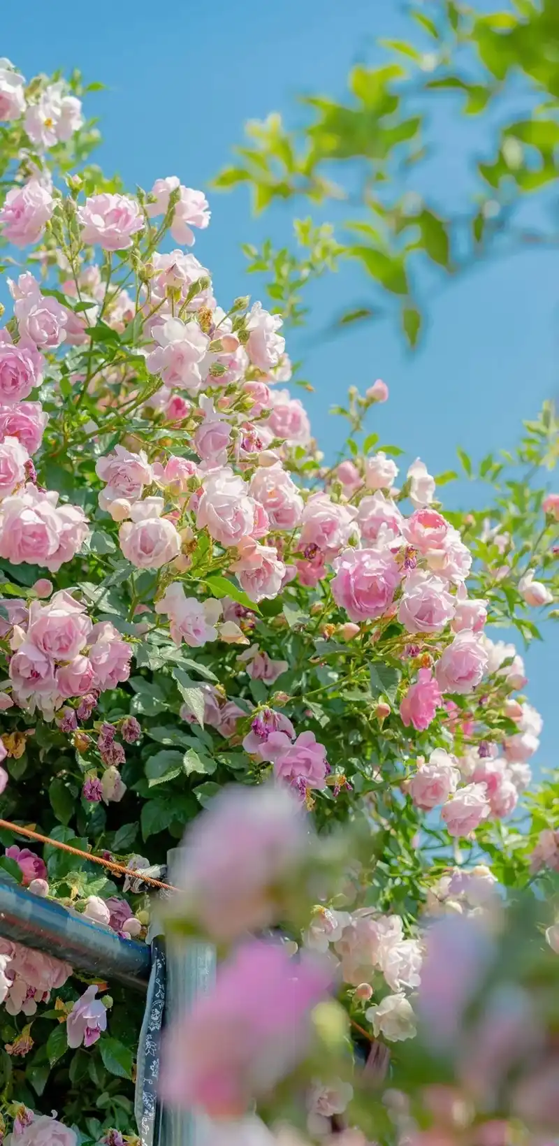 Hình nền hoa tươi sáng nhẹ nhàng nghệ thuật