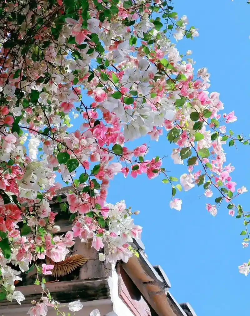 Hình nền hoa tươi sáng tông màu pastel