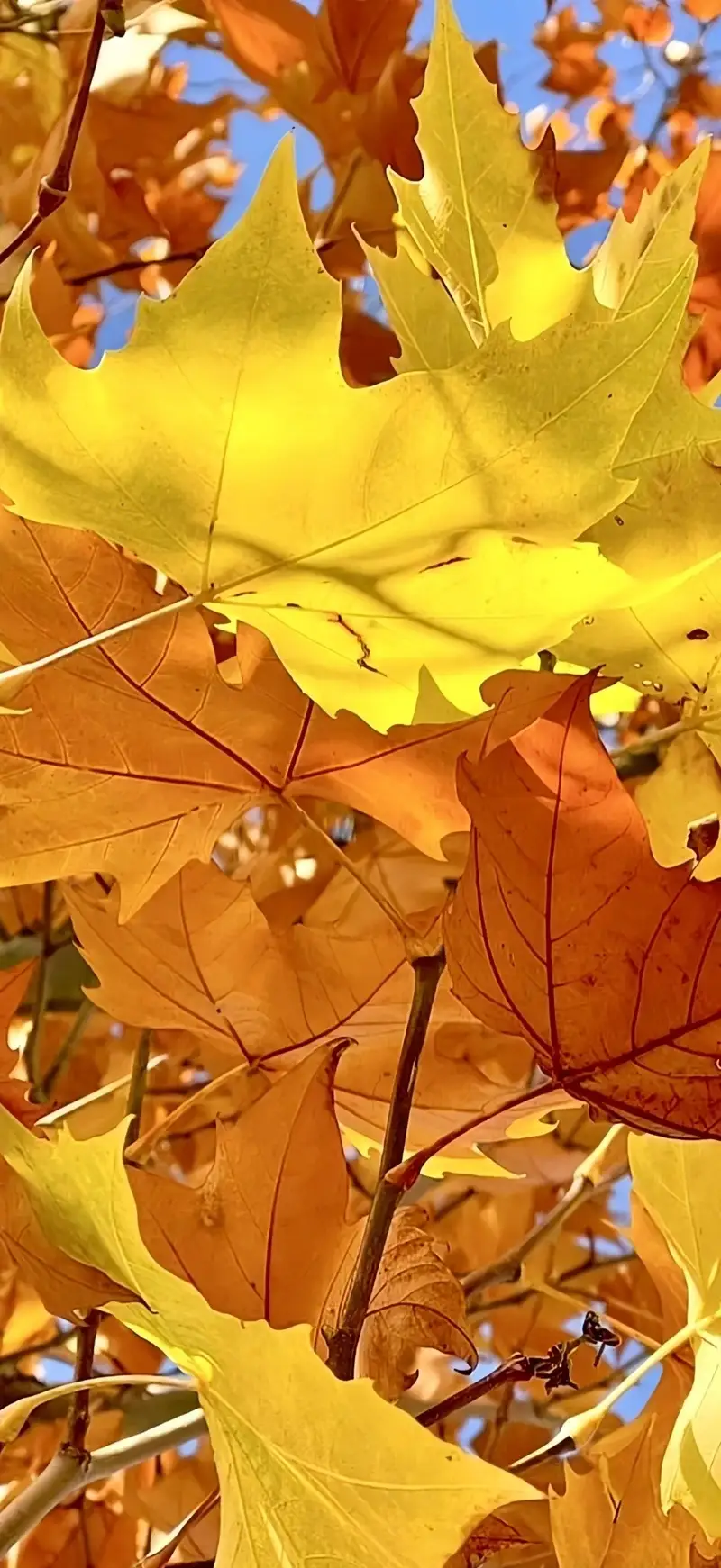 Hình nền mùa thu ánh nắng dịu nhẹ