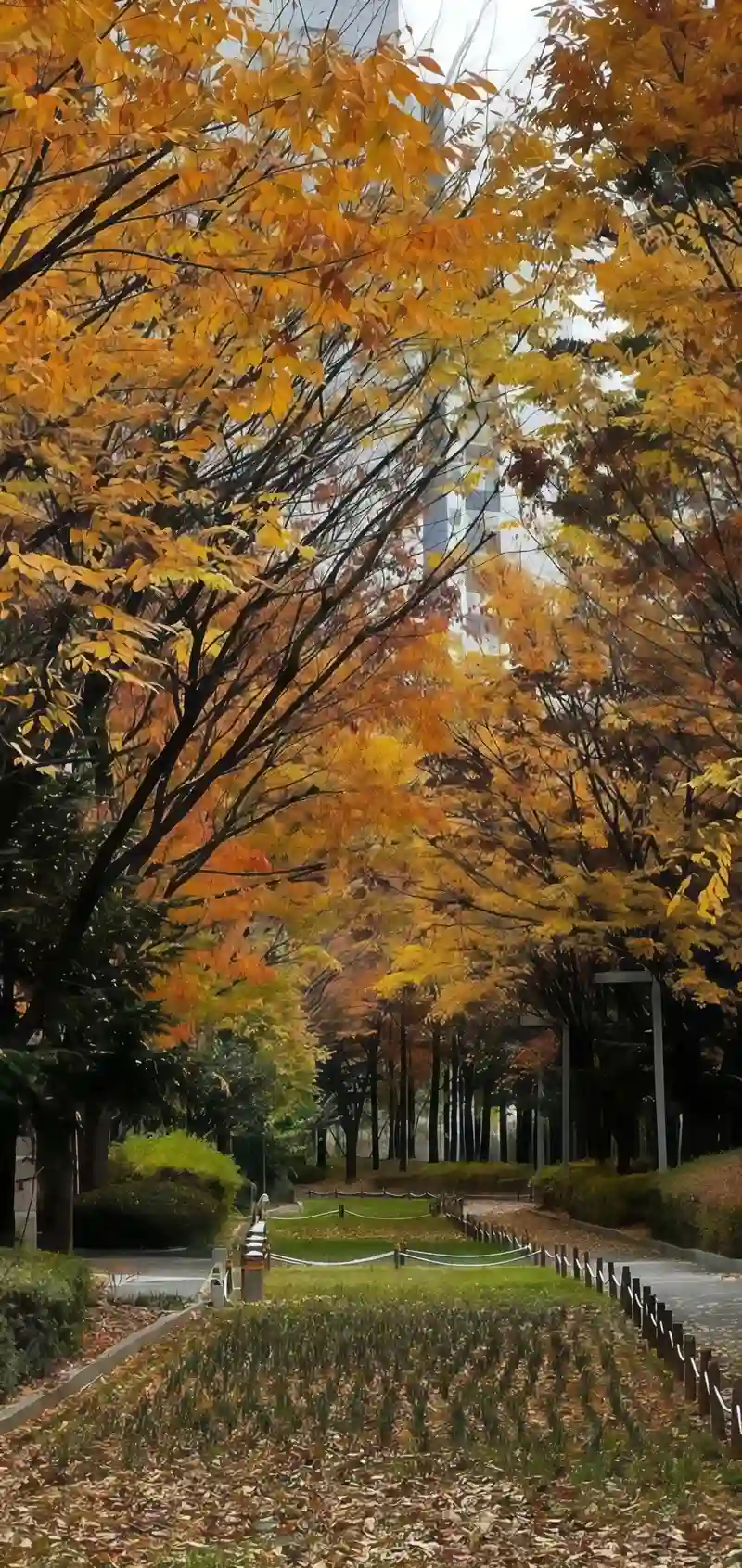 Hình nền mùa thu bầu trời trong xanh